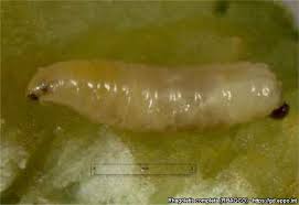 Image result for Rhagoletis completa