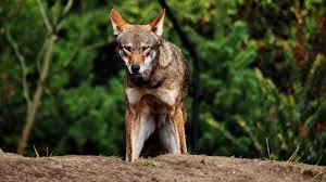 Red Wolves Are Running Out Of Time Habitat Species Wildlife Red Wolf Most Endangered Animals Endangered Animals