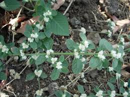 Image result for Alternanthera tenella
