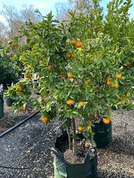 Image result for Citrus reticulata