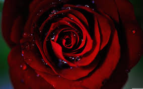 See more ideas about laptop wallpaper, laptop wallpaper desktop wallpapers, aesthetic desktop wallpaper. 1080p Red Rose With Black Background Hd Wallpaper Doraemon