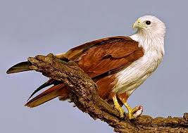 Sign In Sea Birds Wildlife Sanctuary Bird Life List