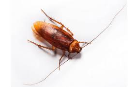 Black widow pest control in san diego, orange county, los angeles and the inland empire provided by the spider control experts at griffin pest management. Orlando Pest Control Orlando Fl Abc Home Commercial Services