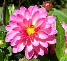 Dahlia Definition And Synonyms Of Dahlia In The English Dictionary