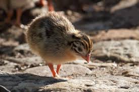 In most species, the tails of the males are larger and longer than the female, the differences ranging from slight to extreme. Guinea Fowl Baby How To Raise Guinea Fowl Baby Keets