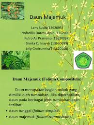 Gambar foto lukisan pemandangan alam gunung, desa, kampung, kota, bawah laut, hitam putih 1. Daun Majemuk