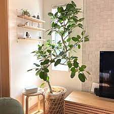 植物のある暮らし エコカラット tvボード フィカスベンガレンシス リビングのインテリア実例 2020 08 23 22 05 13 roomclip ルームクリップ フィカスベンガレンシス インテリア 実例 リビング