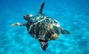 loggerhead turtle wwf