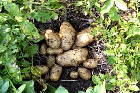 If your seed potatoes are small, you can plant them whole. The Easy Way To Grow Potatoes At Home A Traditional Life