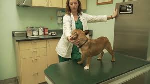 These veterinarians and animal hospitals in klang valley will treat your furry friends if they are ever in need of extra care. Angeles Animal Hospital Short Simi Valley Ca Youtube