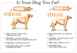 Does My Dog Have A Healthy Weight Albuquerque Vetco
