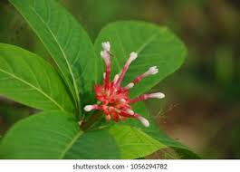 Image result for Rauvolfia nana