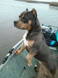 American Bully Black Pitbull Dog Price Pin By Christina Zepeda On Tricolors Bully Breeds Dogs Dogs Pitbull Dog