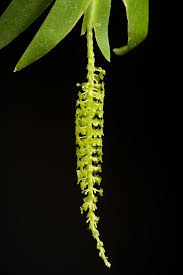 Image result for Oberonia