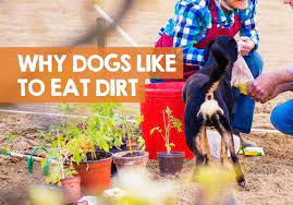 Why Do Dogs Eat Dirt From Houseplants Or Soil From Pots
