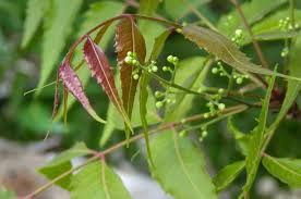 Check spelling or type a new query. Plante Anti Mouche La Liste Des 25 Plantes Les Plus Efficaces