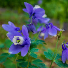 Image result for Aquilegia flabellata ministar