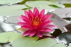 Image result for Nymphaea divaricata