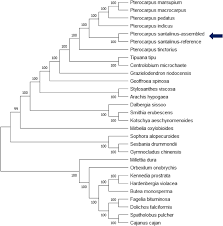 Image result for Kotschya aeschynomenoides