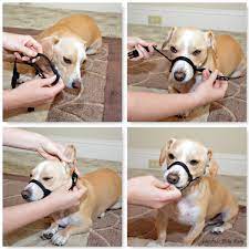 The 6 Most Popular Dog Collars And How To Use Them Dog Muzzle Diy Dog Stuff Personalized Dog Collars