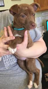 Southern indiana is rife with. Warrick Humane Society Adoptable Pet Of The Week Cappuccino