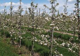 These trees require spacing at least 14 to 16 feet. Fruit Tree Spacing