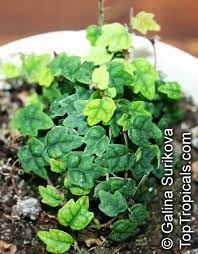 Creeping fig or ficus pumila is an oldie but a goodie. Ficus Pumila Ficus Repens Climbing Fig Creeping Fig Toptropicals Com