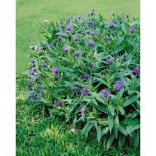 Sie wächst sehr gut, ist besonders robust und. Centaurea Montana Pflanzen Fur Dich De 3 70