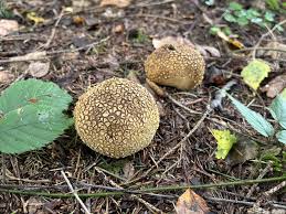 Image result for Scleroderma sp.