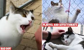 Adopt me free pets generator get legendary pets today. Demonic Adelaide Cat Seeking Home Was Returned To Rspca Four Times Daily Mail Online