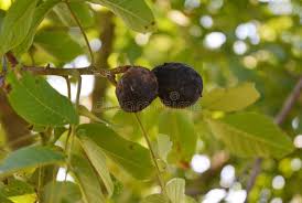Image result for Walnut blight