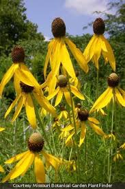 Image result for Cineraria pinnata