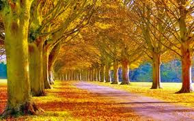 Looking for the best nice pictures for background? Nice Background Hd Wallpaper 2880 X 1800 Album On Imgur