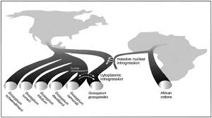 Image result for Gossypioides