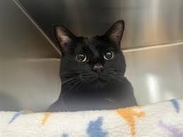 ‪Cats - PAWS‬‏