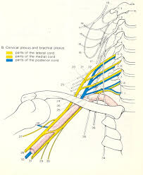 Michael dauzvardis will help you learn to draw the brachial plexus quickly and accurately. Untitled