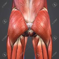 Learn about how they work together and about some common conditions that muscles, joints, and bones work together so your body can move harmoniously. Hip Muscles And Bones With Veins Stock Photo Picture And Royalty Free Image Image 101900107