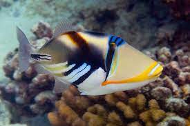 Diverdave With Keywords Humuhumu Nukunuku Apua A Balistidae Marine Fish Fish Pet Tropical Fish