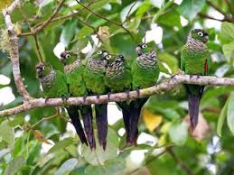 Image result for Pycreus melas