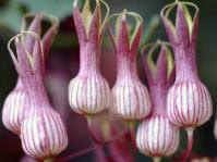 Image result for Rhynchosia albissima