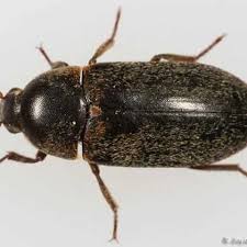 Image result for dermestidae