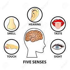 Let your senses guide you on a magical journey. Human Five Senses Education Concept Vector Illustration Royalty Free Cliparts Vectors And Stock Illustration Image 82596012