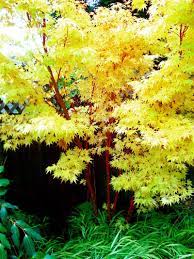 At times the colour almost becomes fluorescent. Unknown Acer Japonica Small Landscape Trees Landscaping Trees Coral Bark Maple
