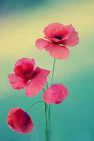 Flowers that mean love and remembrance. In The Love Language Of Flowers Poppies Mean Loyalty Faith And Remembrance Flores Spring Flowers Wallpaper Spring Flowers Background Flowers