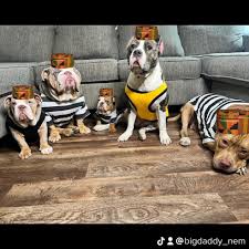 Profile for Stacey Forbear