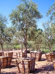 Fruitless Mission Growing Olive Trees Delivery Farming California Growing Olive Trees Olive Garden Delivery Garden Services