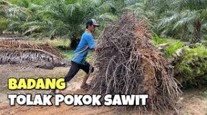Simbol pokok kelapa sawit geografi. Alih Pokok Kelapa Sawit Youtube