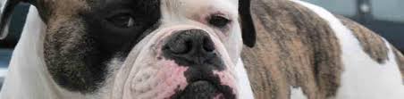 Picks will be made in the order based on deposits received. Breed Standard Abra American Bulldog Registry Archives