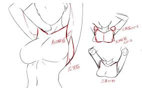 脇の描き方のコツをイラストでご紹介 腕を上げる際の見え方を解説 お絵かき図鑑 スケッチのテクニック イラスト スケッチのコツ