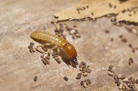 Near you 20+ termite control companies near you. Cal Cam Termite Pest Control Inc Drywood Termites